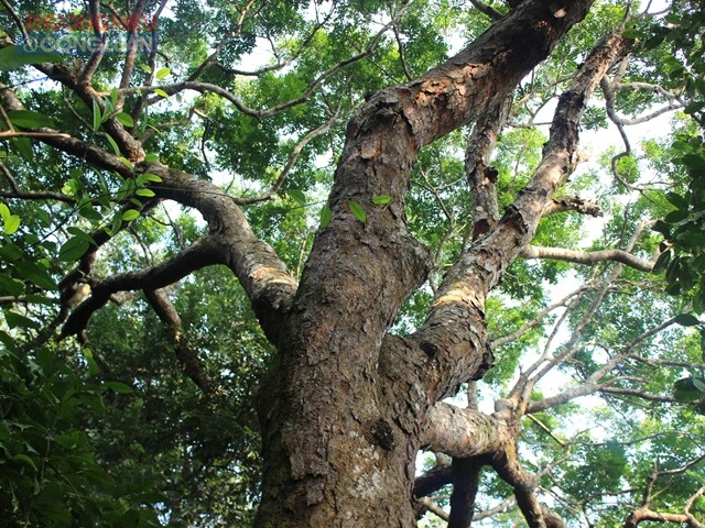 Hương ước kỳ lạ giúp rừng lim “ngàn đời” xanh tươi - Hình 4