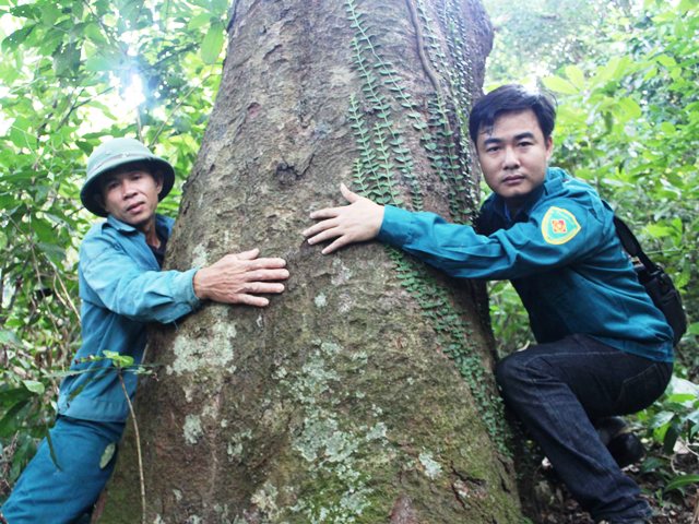 Hương ước kỳ lạ giúp rừng lim “ngàn đời” xanh tươi