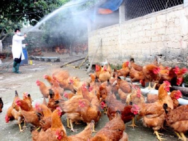 Việt Nam cơ bản đã khống chế thành công cúm gia cầm