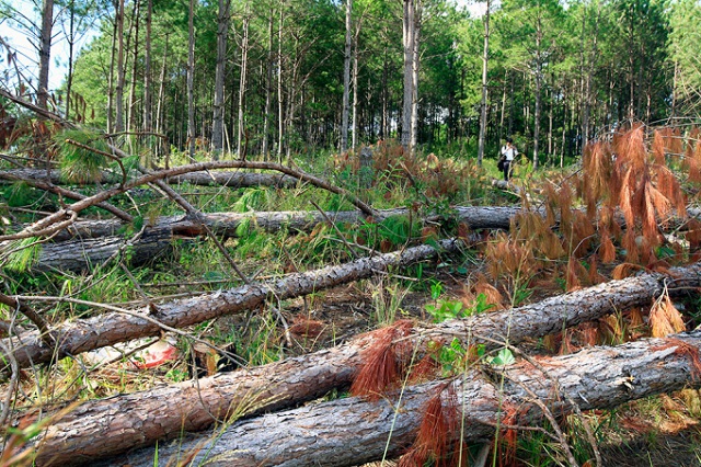 Lâm Đồng: Khởi tố 2 doanh nghiệp phá rừng - Hình 1