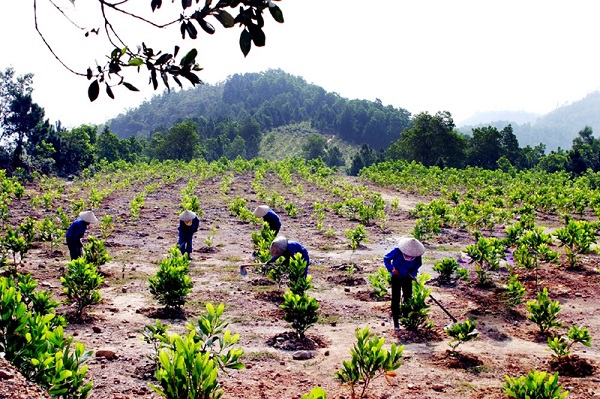 Nghệ An: Hàng nghìn ha đất lâm nghiệp bị chuyển nhượng, mua bán trái phép - Hình 1