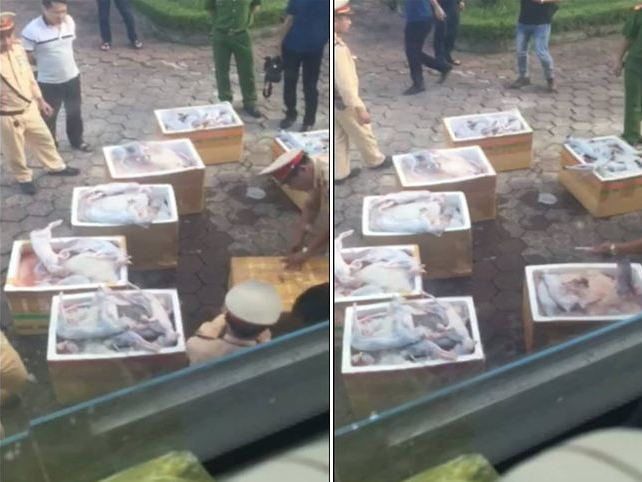 Hà Tĩnh: Phát hiện gần 300 con mèo đông lạnh không rõ nguồn gốc trên xe khách