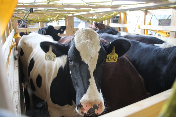 200 cô bò sữa hữu cơ 'cưỡi' máy bay từ Úc về Việt Nam - Hình 3