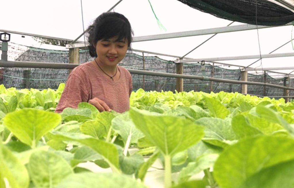 Quảng Nam: Xây dựng thương hiệu rau an toàn