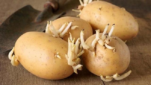 Không nên ăn khoai tây mọc mầm vì có thể gây chết người
