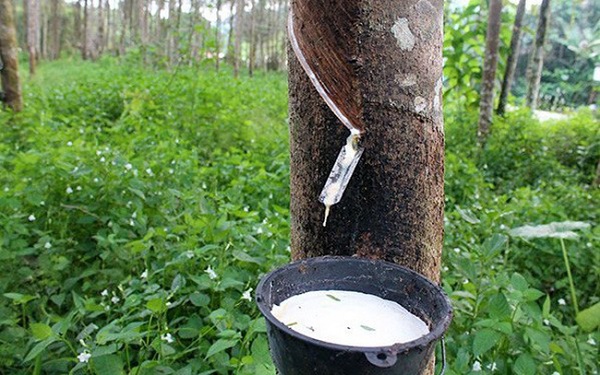 Giá xuất khẩu cao su tiếp tục giảm nhẹ