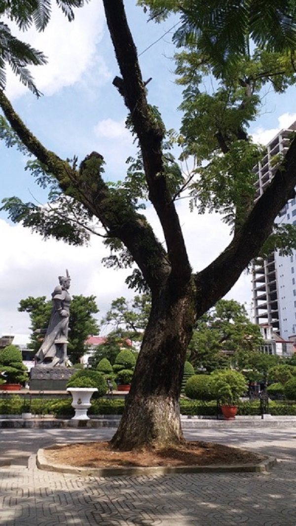 Hải Phòng: Khôi phục cảnh quan quảng trường tượng đài Nữ tướng Lê Chân bằng việc trồng cây muồng ngủ - Hình 2