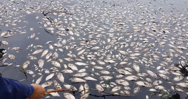Huyện Quốc Oai (Hà Nội): Xuất hiện tình trạng cá chết nổi trắng mặt hồ - Hình 1