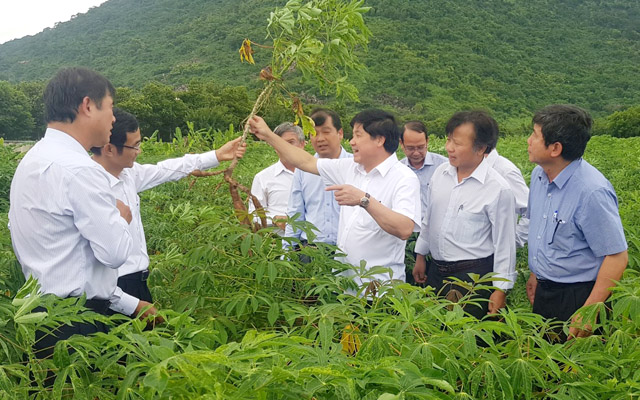 Tây Ninh: Tăng cường giải pháp khống chế khảm lá sắn - Hình 2