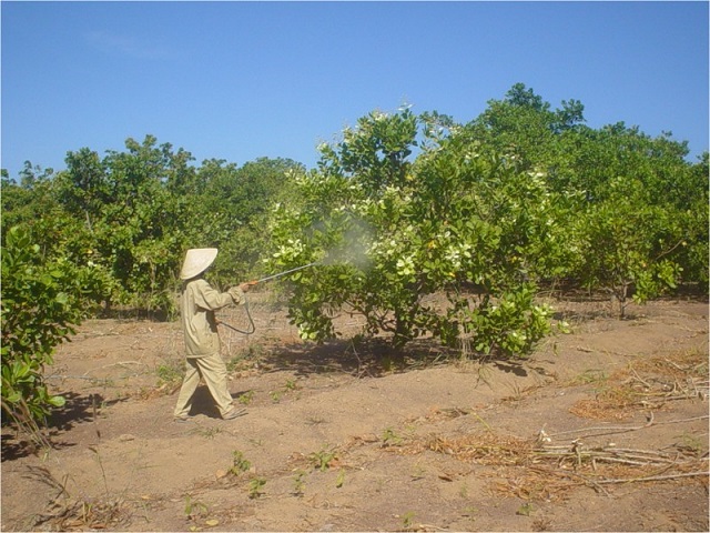 Lạm dụng thuốc BVTV, nông dân Bình Phước lao đao vì cây điều - Hình 1