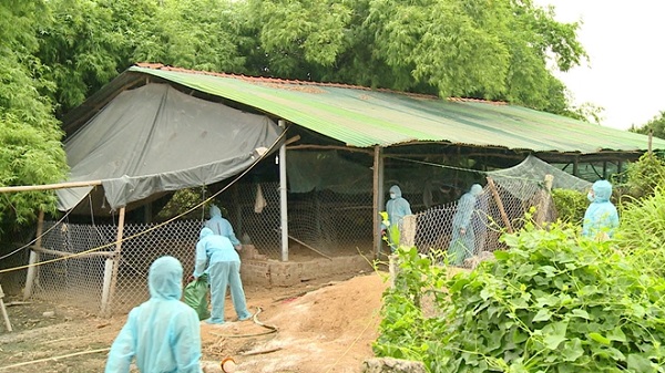 Phú Yên: Xuất hiện ổ dịch cúm gia cầm H5N6 - Hình 1