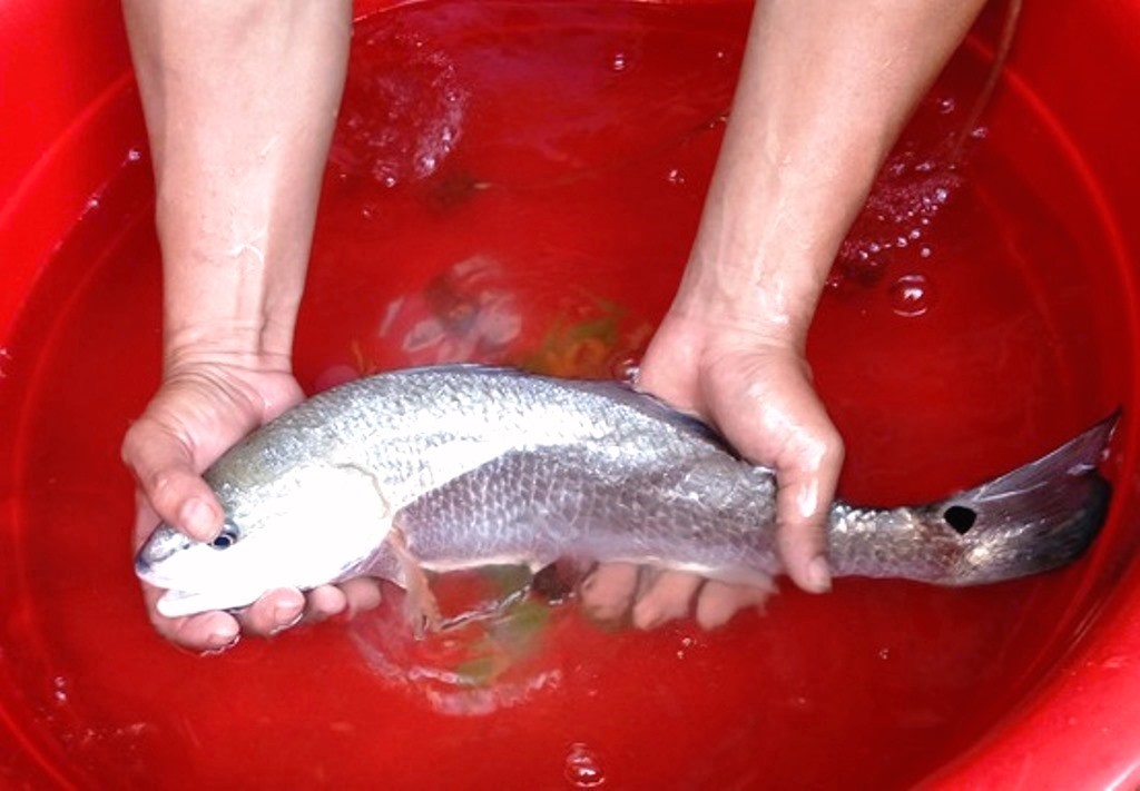 Đà Nẵng: Ngư dân Nam Ô bắt được cá nghi cá sủ vàng quý hiếm - Hình 1