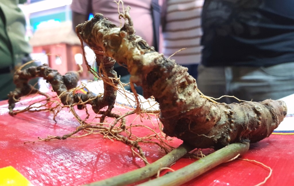 Nam Trà My - Quảng Nam: Tiêu thụ 67 kg sâm Ngọc Linh tại phiên chợ tháng 11