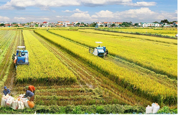 Hà Nội: Cho phép cải tạo, chống xuống cấp 107 công trình trong lĩnh vực nông nghiệp - Hình 1
