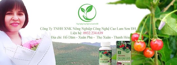 Nữ Doanh nhân Ngô Thị Hằng và mô hình cà gai leo công nghệ cao