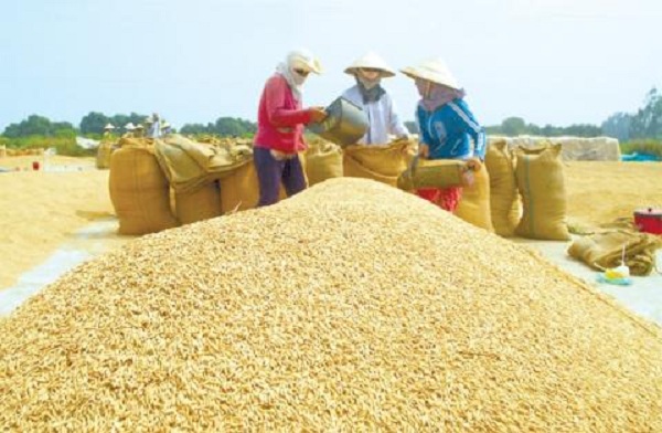 Lúa gạo Việt Nam được đăng ký bảo hộ quốc tế - Hình 1