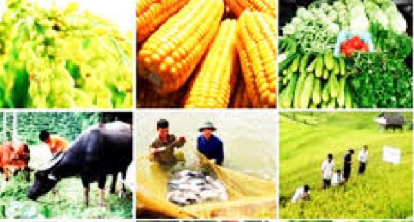 Sơ kết 5 năm Đề án tái cơ cấu ngành nông nghiệp