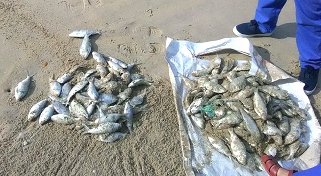 Đà Nẵng: Hàng loạt cá chết, trôi vào bãi biển du lịch Xuân Thiều
