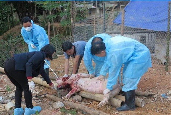 Lạng Sơn: 'Lợn nôn ra máu, chết hàng loạt' là thông tin thất thiệt - Hình 1