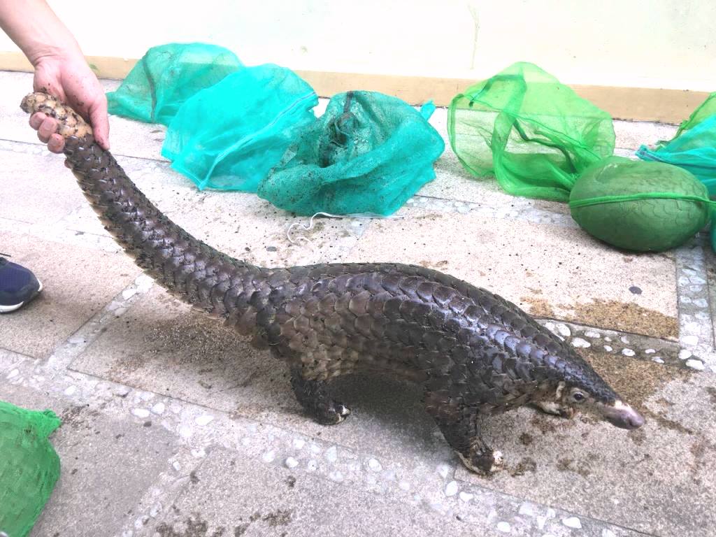 Quảng Nam: Khởi tố đối tượng mua bán trái phép động vật hoang dã