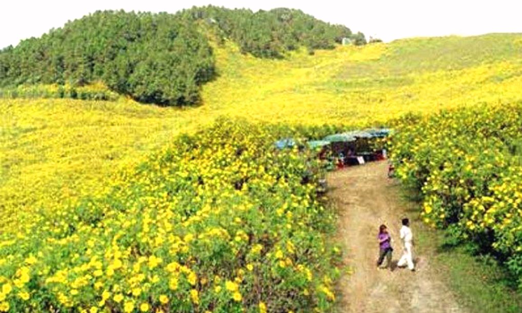 Gia Lai: Khai mạc Lễ hội Hoa dã quỳ-núi lửa Chư Đăng Ya 2018