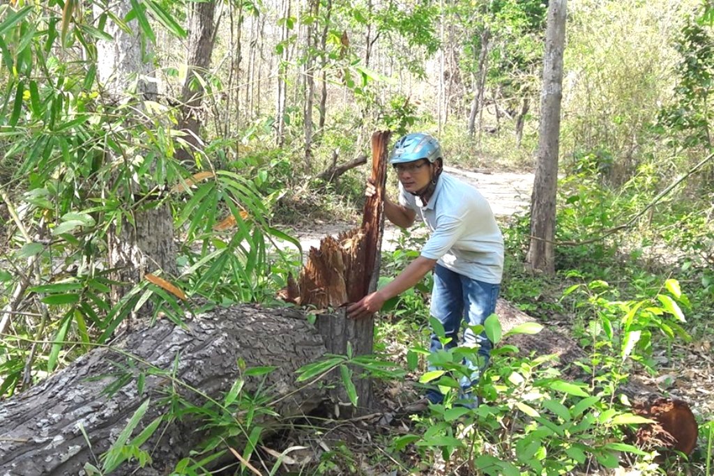 BQL Rừng phòng hộ Đak Đoa (Gia Lai): Sai phạm gần 5 tỷ đồng