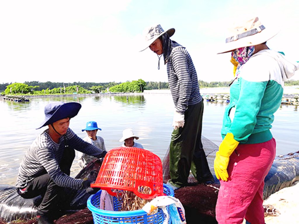 Quảng Nam: Gần 90 vạn tôm nuôi chết bất thường trong 1 đêm - Hình 3