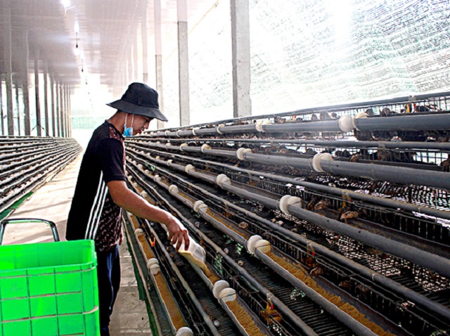 Thu 200 triệu đồng mỗi tháng với mô hình nuôi chim cút sạch