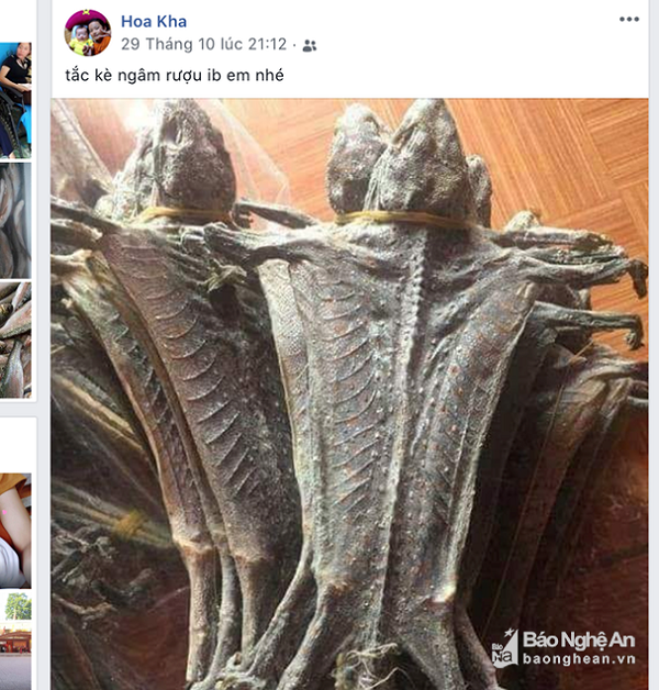 Nghệ An: Phạt tài chính nữ cán bộ xã rao bán động vật hoang dã trên Facebook - Hình 1