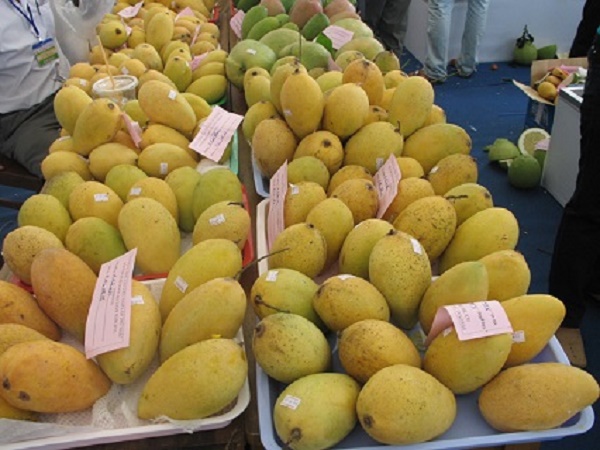 Kim ngạch xuất khẩu nông sản sụt giảm tại nhiều thị trường chủ lực