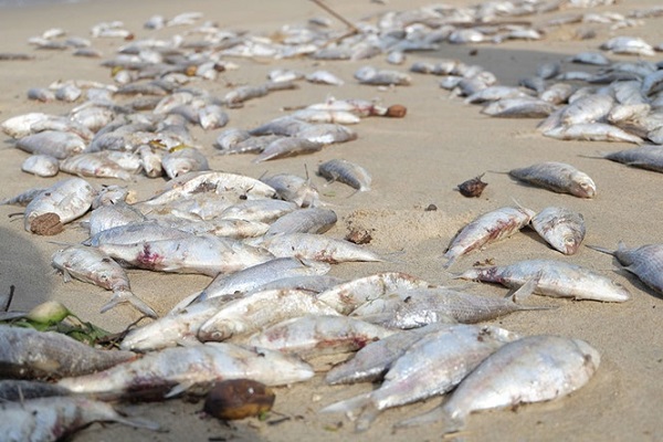 Nguyên nhân cá chết hàng loạt tại bãi biển Đà Nẵng - Hình 1