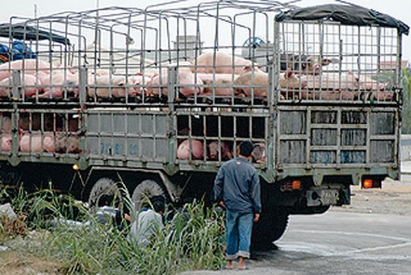 Bộ GTVT: Tăng cường phòng chống buôn lậu, vận chuyển lợn, sản phẩm từ lợn không rõ nguồn gốc - Hình 1