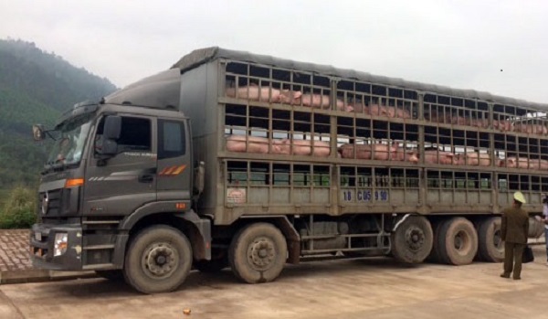 Hà Nội: Tăng cường các biện pháp phòng, chống buôn lậu, vận chuyển, kinh doanh, sản phẩm từ lợn không rõ nguồn gốc