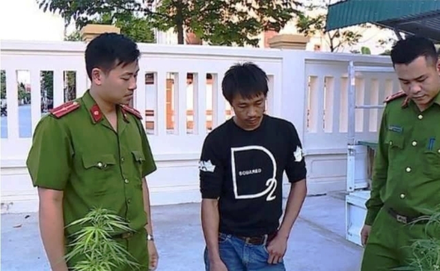 Thanh Hóa: Nam thanh niên trồng cần sa tại nhà để sử dụng