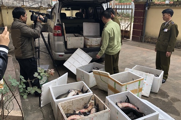 Bắt giữ trên 400kg cá tầm nhập lậu tại Lạng Sơn - Hình 1