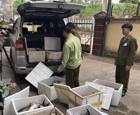 Lạng Sơn: Bắt giữ một ô tô đang vận chuyển 405 kg cá tầm nhập lậu - Hình 1