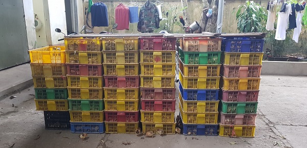 Bắt giữ 7.500 con gà giống nhập lậu tại Lạng Sơn