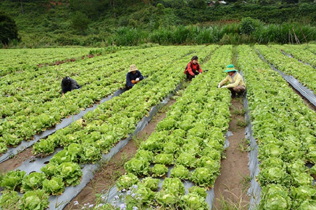 Sang Việt Nam làm nông nghiệp, người nhật lại xuất ngược về chính quốc - Hình 1