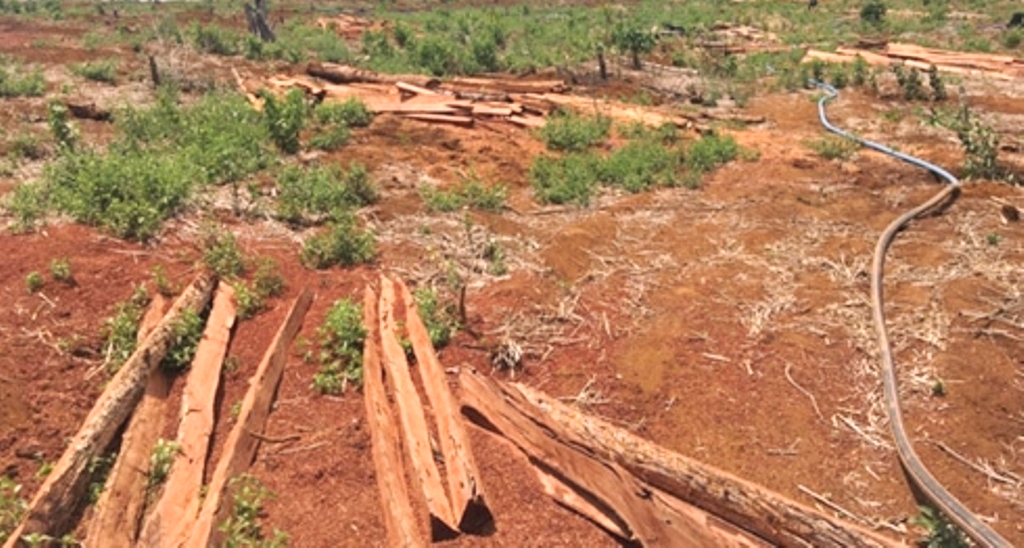 Đắk Nông: Chiếm đất rừng, hàng loạt cán bộ bị kỷ luật - Hình 1