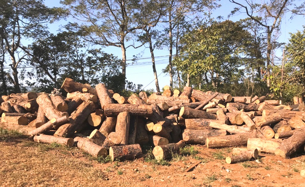 Đắk Nông: Chiếm đất rừng, hàng loạt cán bộ bị kỷ luật - Hình 2