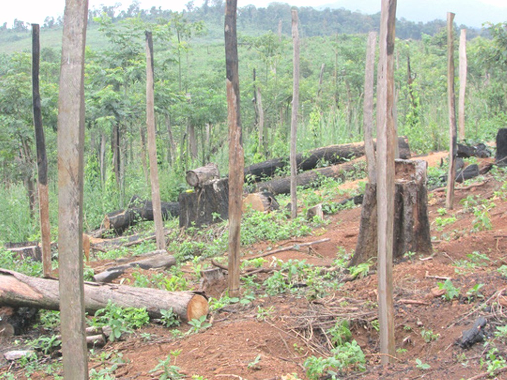 Đắk Nông: Chiếm đất rừng, hàng loạt cán bộ bị kỷ luật - Hình 3