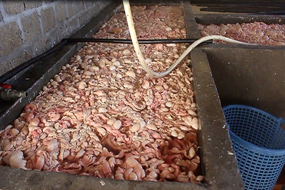 Quảng Ninh: Bắt quả tang cơ sở đang chế biến 20 tấn lòng lợn tẩm hóa chất - Hình 1