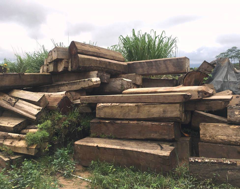 Kon Tum: Phát hiện gần 2.000 mét khối gỗ vi phạm - Hình 2