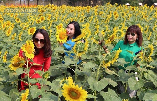 Hà Nội: Cánh đồng hoa hướng dương đẹp rực rỡ giữa khu đô thị sinh thái cao cấp Đan Phượng - Hình 2