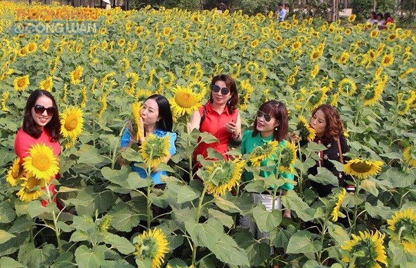 Hà Nội: Cánh đồng hoa hướng dương đẹp rực rỡ giữa khu đô thị sinh thái cao cấp Đan Phượng - Hình 3