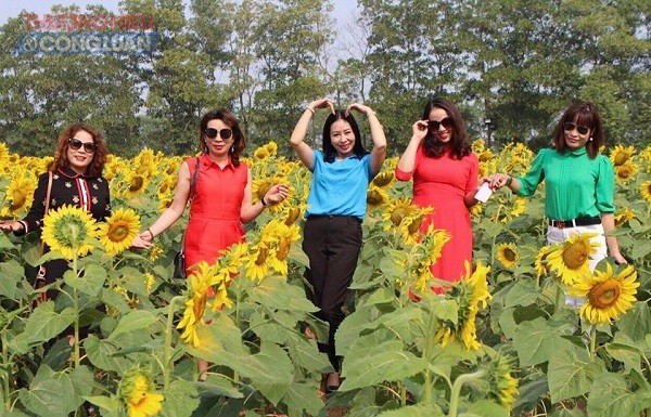 Hà Nội: Cánh đồng hoa hướng dương đẹp rực rỡ giữa khu đô thị sinh thái cao cấp Đan Phượng - Hình 4