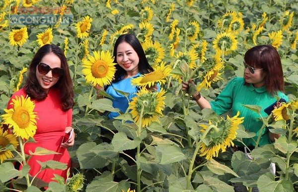 Hà Nội: Cánh đồng hoa hướng dương đẹp rực rỡ giữa khu đô thị sinh thái cao cấp Đan Phượng - Hình 5