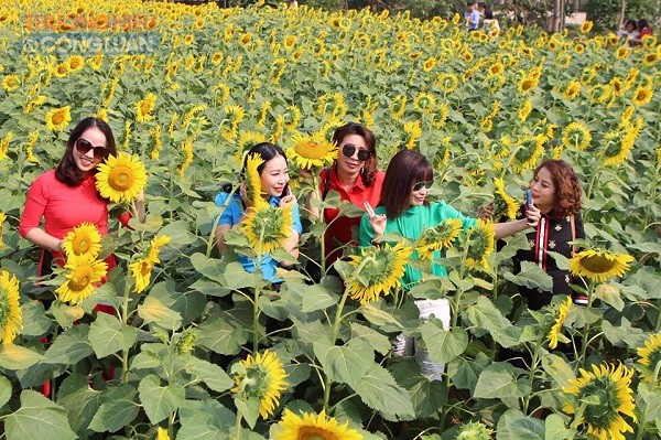 Hà Nội: Cánh đồng hoa hướng dương đẹp rực rỡ giữa khu đô thị sinh thái cao cấp Đan Phượng - Hình 6