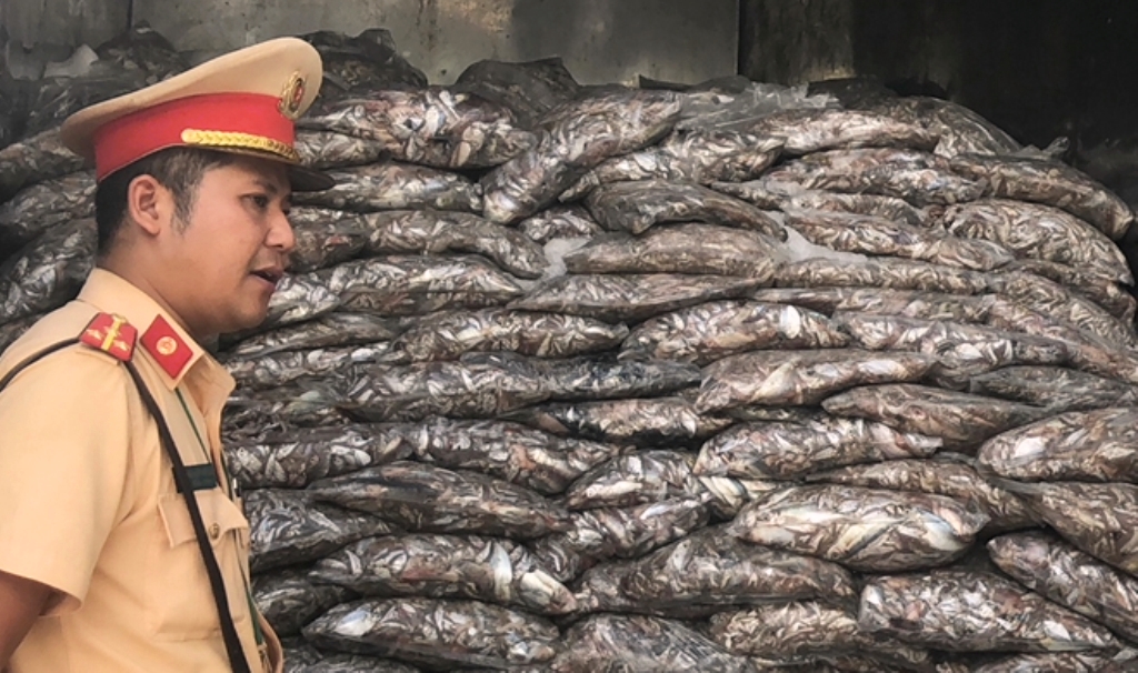 Đà Nẵng: Bắt giữ 3,5 tấn cá đã phân hủy bốc mùi hôi thối nồng nặc - Hình 2