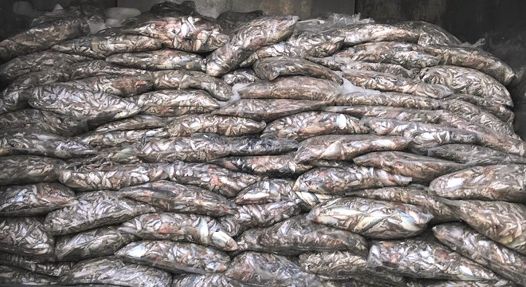 Đà Nẵng: Bắt giữ 3,5 tấn cá đã phân hủy bốc mùi hôi thối nồng nặc - Hình 3